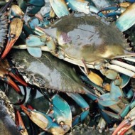 CRABE